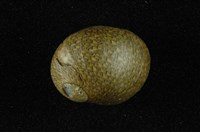 藏品(石蜑螺)的圖片